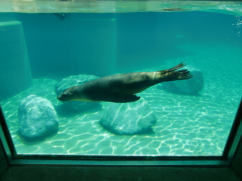 Seelöwe MYLO im Wuppertaler Zoo am 25. Juni 2010