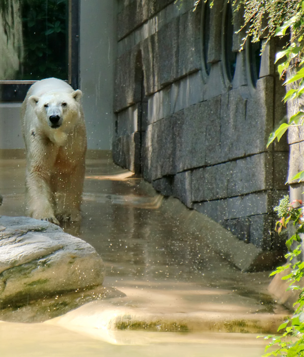 Eisbär Lars im Zoologischen Garten Wuppertal am 26. Juni 2010