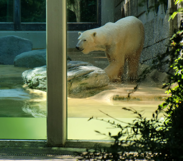 Eisbär Lars im Wuppertaler Zoo am 26. Juni 2010