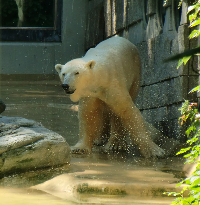 Eisbär Lars im Zoo Wuppertal am 26. Juni 2010