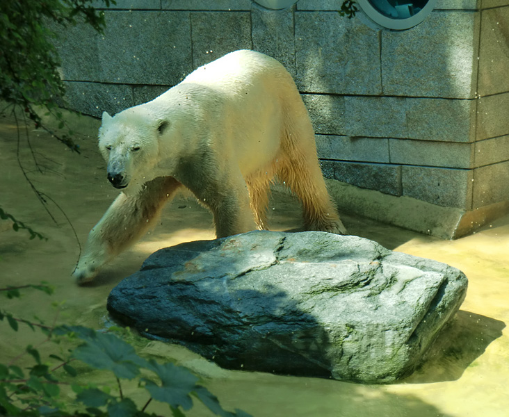 Eisbär Lars im Zoo Wuppertal am 27. Juni 2010