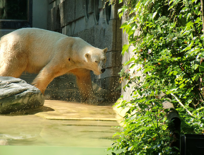 Eisbär Lars im Wuppertaler Zoo am 27. Juni 2010