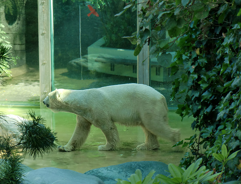 Eisbär Lars im Zoo Wuppertal am 27. Juni 2010