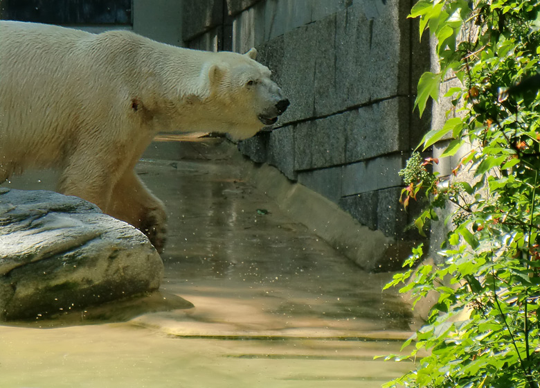 Eisbär Lars im Zoo Wuppertal am 27. Juni 2010