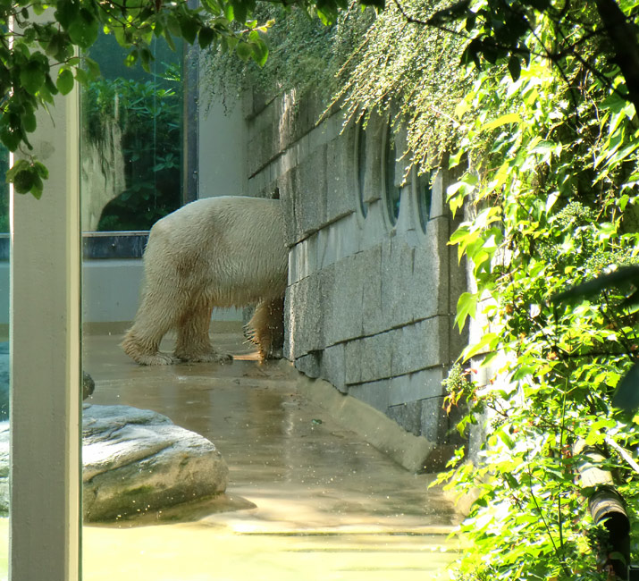 Eisbär Lars im Wuppertaler Zoo am 27. Juni 2010