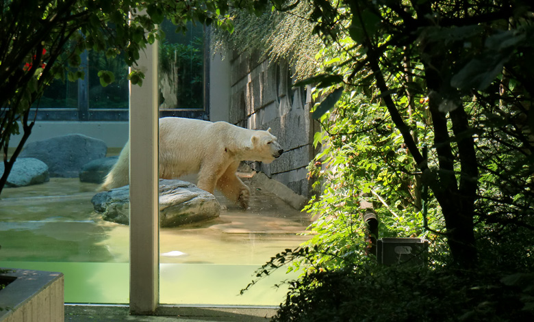 Eisbär Lars im Zoologischen Garten Wuppertal am 27. Juni 2010