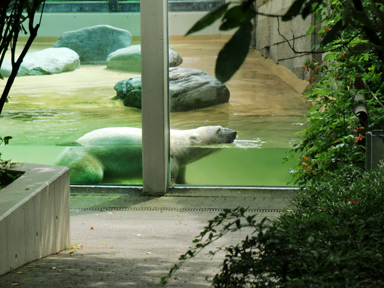 Eisbär Lars im Zoo Wuppertal am 2. Juli 2010