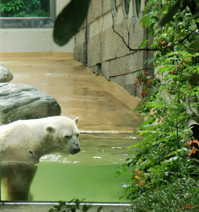 Eisbär Lars im Zoologischen Garten Wuppertal am 2. Juli 2010