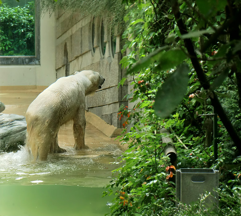 Eisbär Lars im Wuppertaler Zoo am 2. Juli 2010