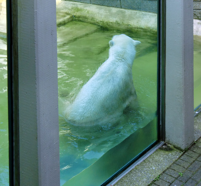 Eisbär Lars im Zoologischen Garten Wuppertal am 3. Juli 2010