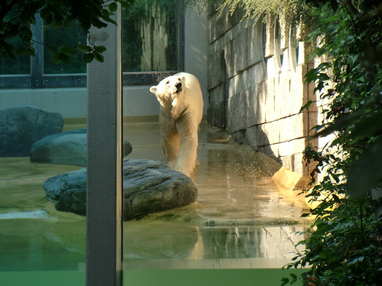 Eisbär Lars im Wuppertaler Zoo am 3. Juli 2010