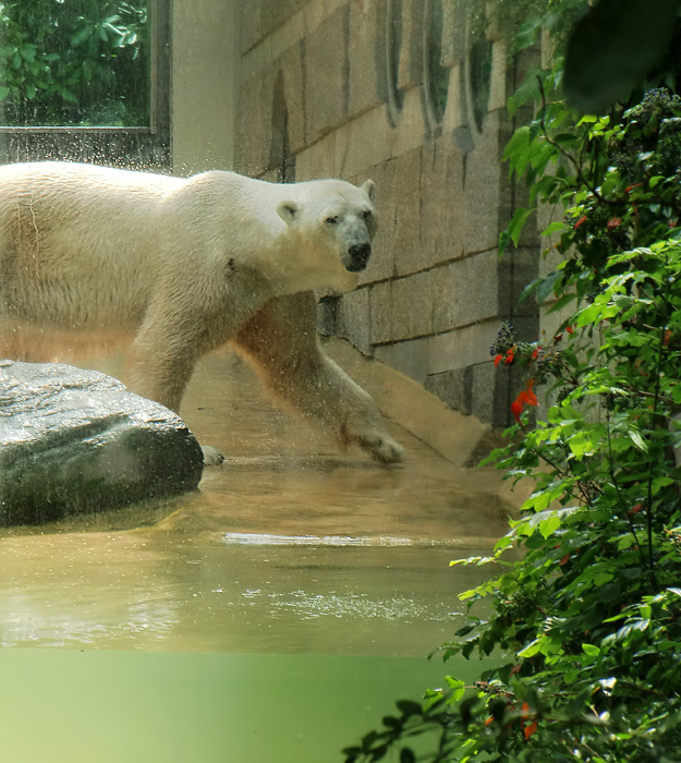 Eisbär Lars im Zoologischen Garten Wuppertal am 9. Juli 2010