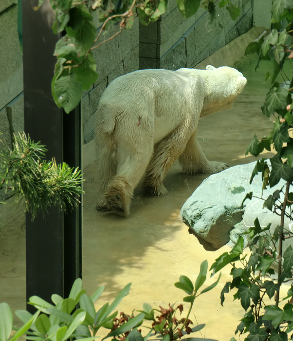 Eisbär Lars im Zoologischen Garten Wuppertal am 9. Juli 2010