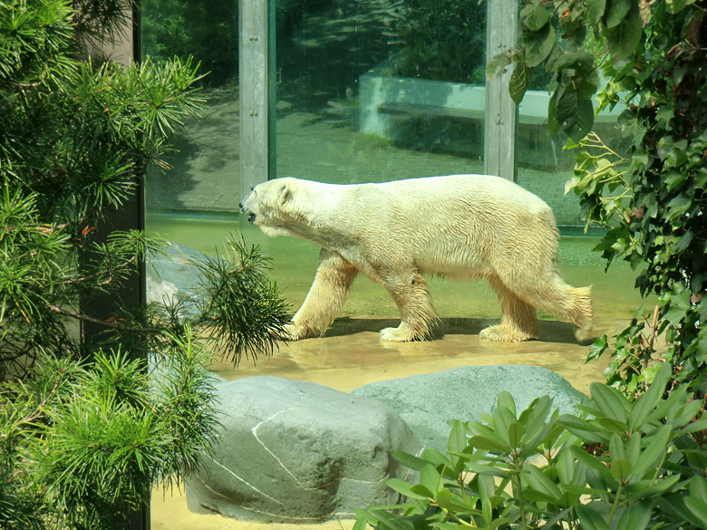 Eisbär Lars im Wuppertaler Zoo am 9. Juli 2010