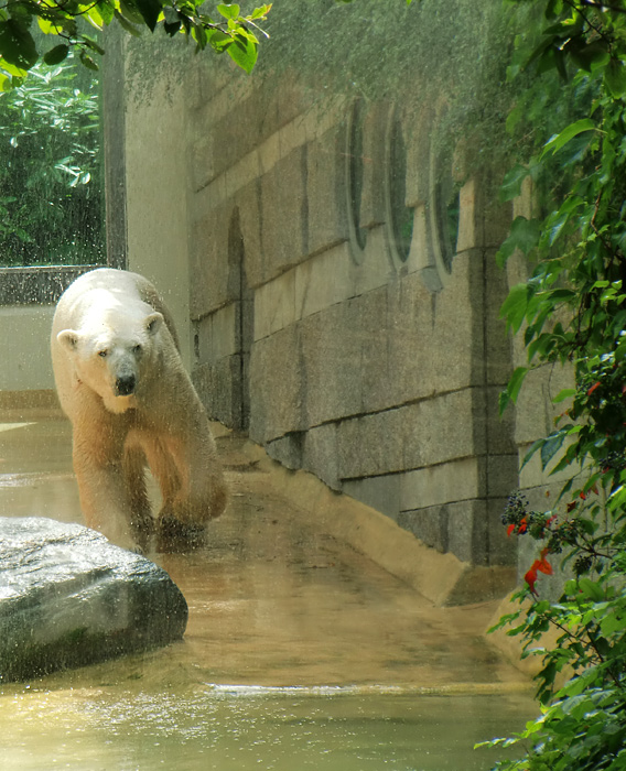 Eisbär Lars im Zoo Wuppertal am 9. Juli 2010