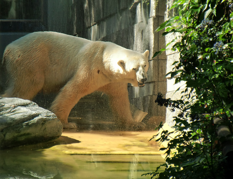 Eisbär Lars im Zoo Wuppertal am 14. Juli 2010