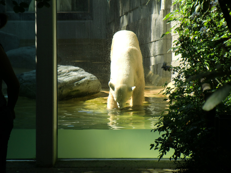 Eisbär Lars im Wuppertaler Zoo am 14. Juli 2010