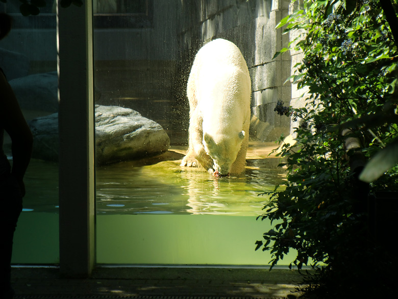 Eisbär Lars im Zoo Wuppertal am 14. Juli 2010