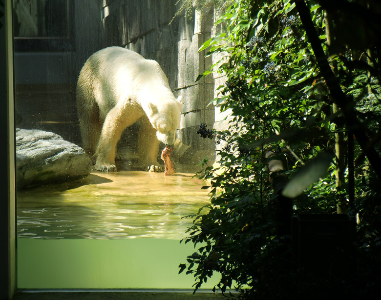 Eisbär Lars im Zoologischen Garten Wuppertal am 14. Juli 2010