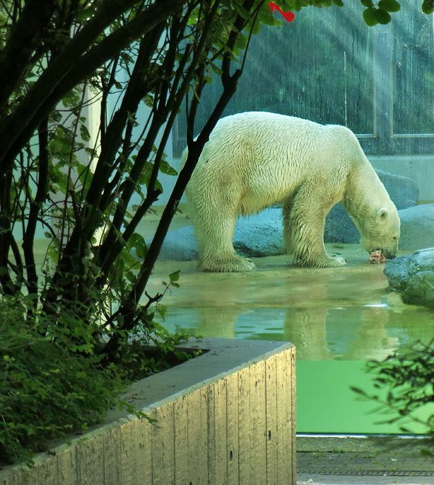 Eisbär Lars im Wuppertaler Zoo am 14. Juli 2010