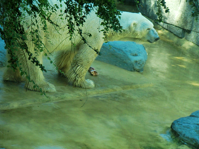 Eisbär Lars im Zoo Wuppertal am 14. Juli 2010