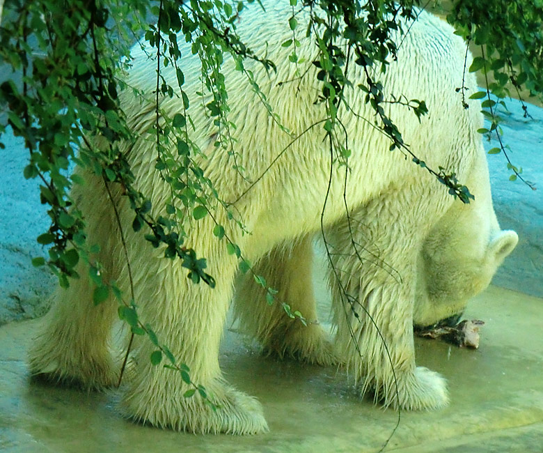 Eisbär Lars im Zoologischen Garten Wuppertal am 14. Juli 2010