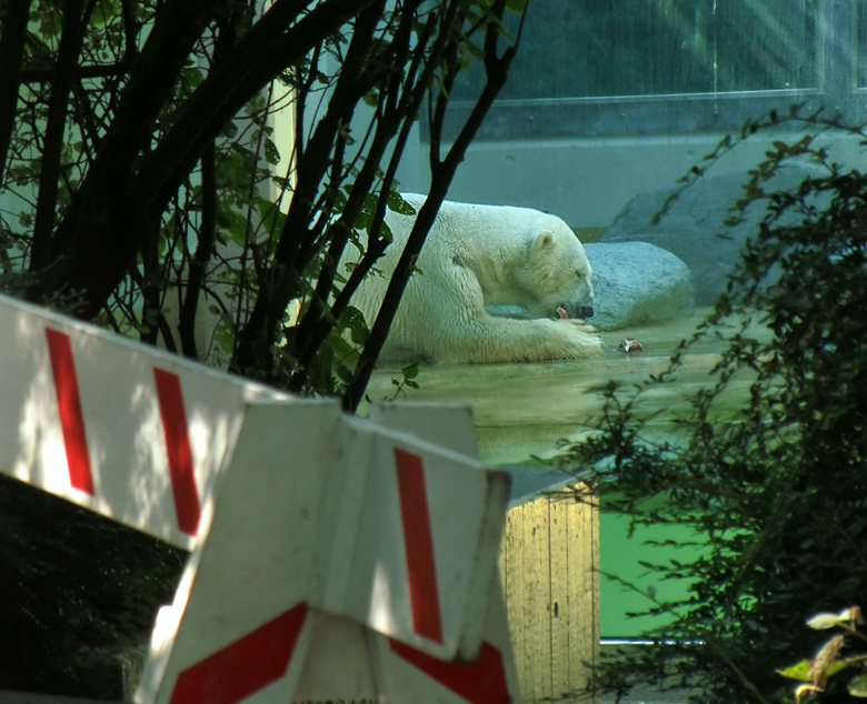 Eisbär Lars im Zoologischen Garten Wuppertal am 14. Juli 2010