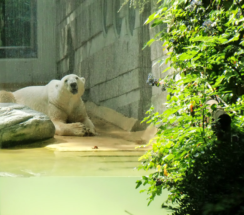 Eisbär Lars im Wuppertaler Zoo am 14. Juli 2010