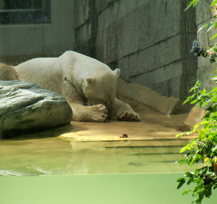 Eisbär Lars im Zoo Wuppertal am 14. Juli 2010