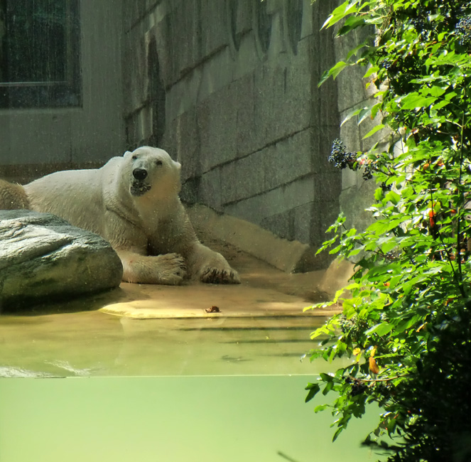 Eisbär Lars im Zoologischen Garten Wuppertal am 14. Juli 2010