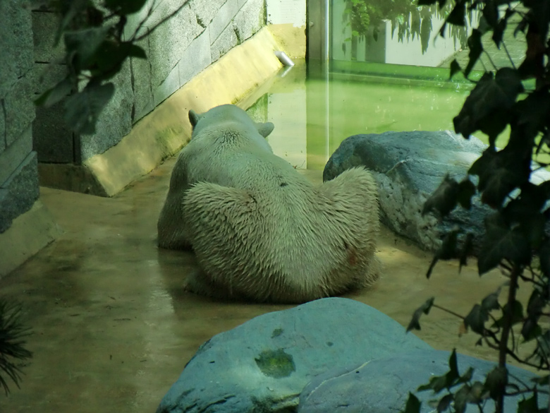 Eisbär Lars im Zoo Wuppertal am 14. Juli 2010