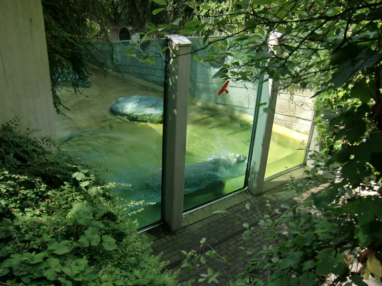 Eisbär Lars im Zoologischen Garten Wuppertal am 14. Juli 2010