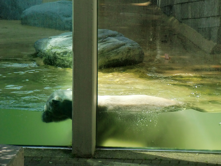 Eisbär Lars im Zoologischen Garten Wuppertal am 14. Juli 2010