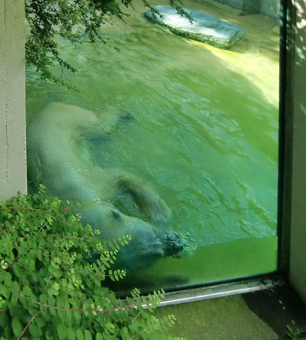 Eisbär Lars im Wuppertaler Zoo am 14. Juli 2010