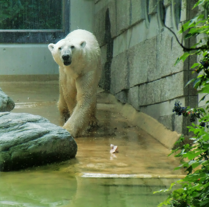 Eisbär Lars im Wuppertaler Zoo am 14. Juli 2010