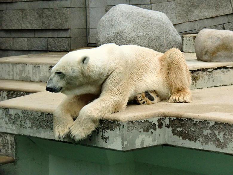 Eisbär Lars im Zoologischen Garten Wuppertal am 5. August 2010