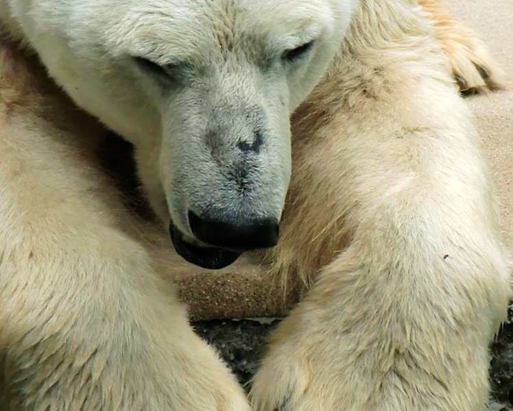 Eisbär Lars im Wuppertaler Zoo am 5. August 2010