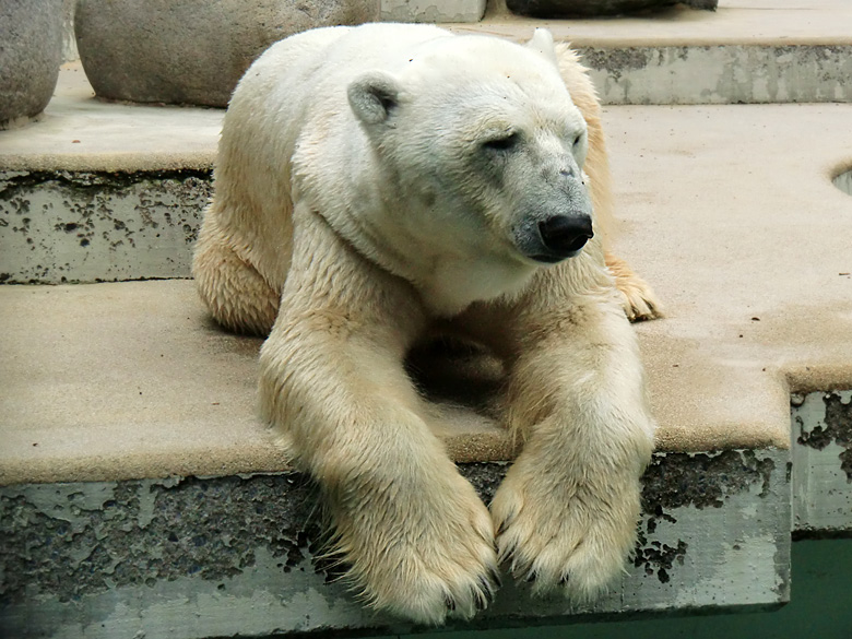 Eisbär Lars im Zoo Wuppertal am 5. August 2010