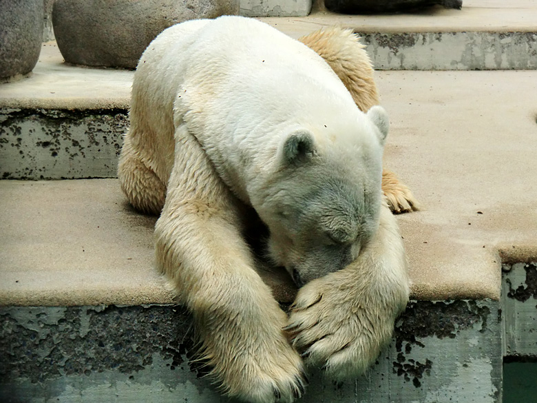 Eisbär Lars im Zoologischen Garten Wuppertal am 5. August 2010