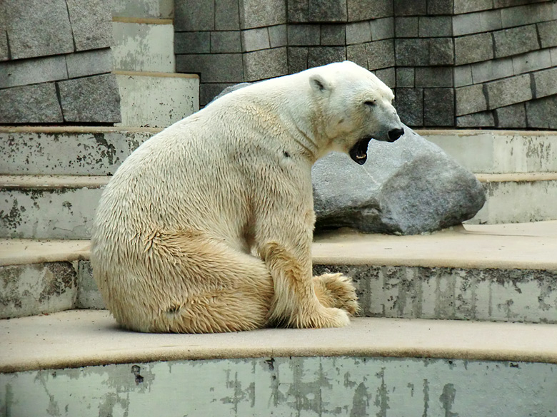 Eisbär Lars im Wuppertaler Zoo am 5. August 2010