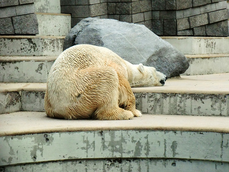 Eisbär Lars im Zoo Wuppertal am 5. August 2010