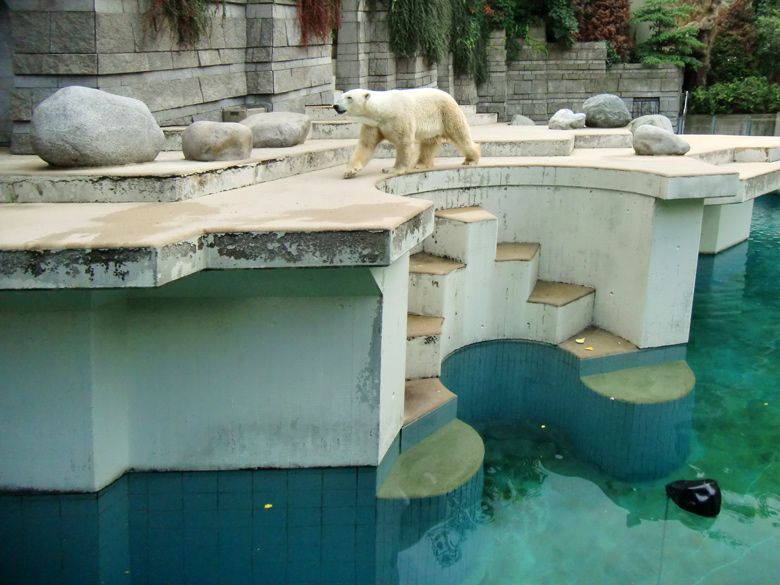 Eisbär Lars im Zoo Wuppertal am 5. August 2010