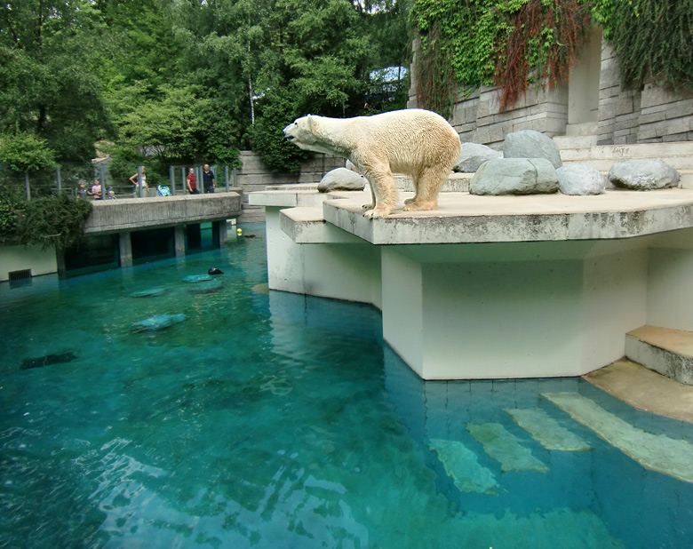 Eisbär Lars im Zoologischen Garten Wuppertal am 5. August 2010