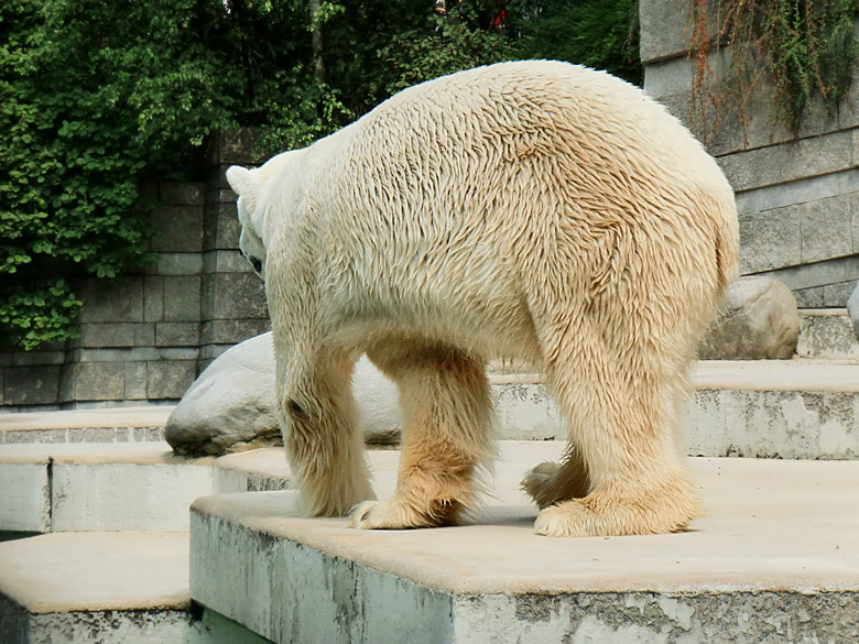 Eisbär Lars im Wuppertaler Zoo am 5. August 2010