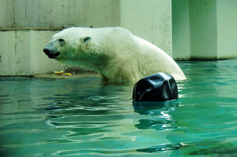 Eisbär Lars im Wuppertaler Zoo am 5. August 2010