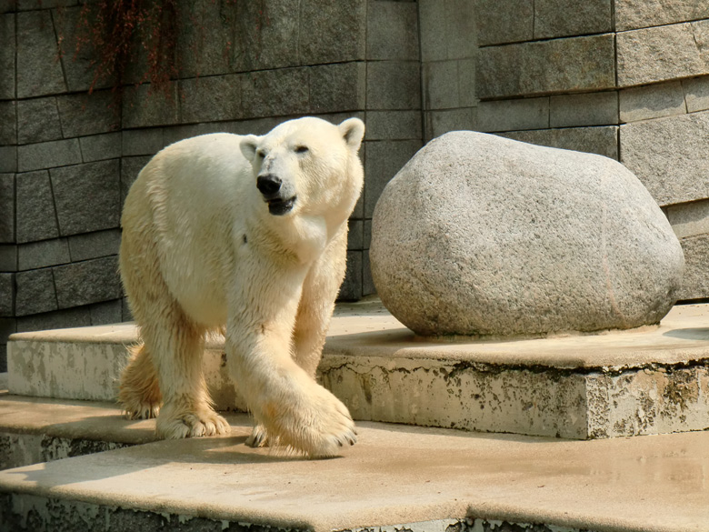 Eisbär Lars im Zoo Wuppertal am 5. August 2010