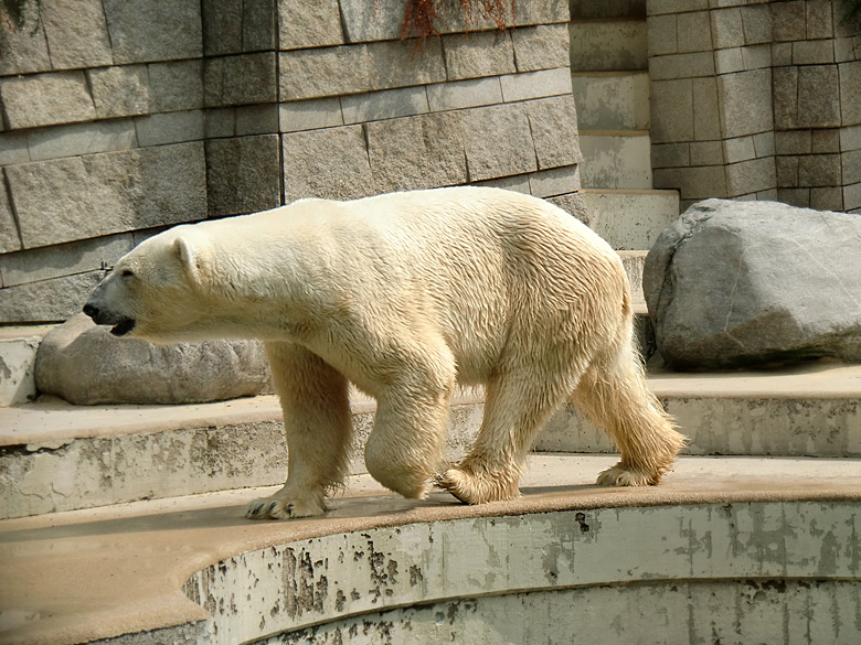 Eisbär Lars im Zoologischen Garten Wuppertal am 5. August 2010