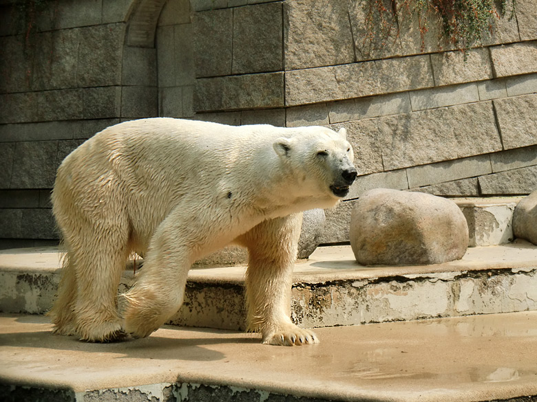 Eisbär Lars im Wuppertaler Zoo am 5. August 2010