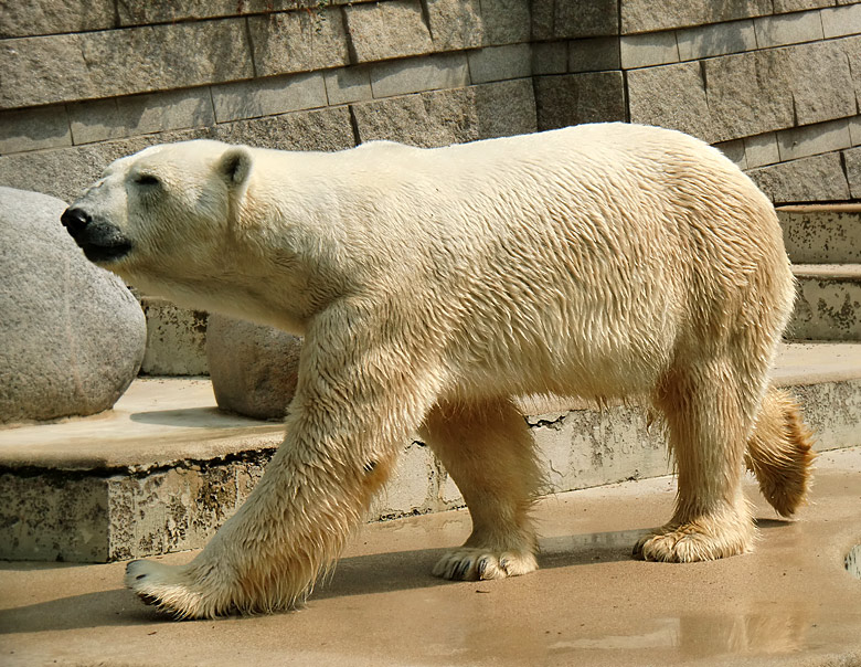 Eisbär Lars im Zoo Wuppertal am 5. August 2010