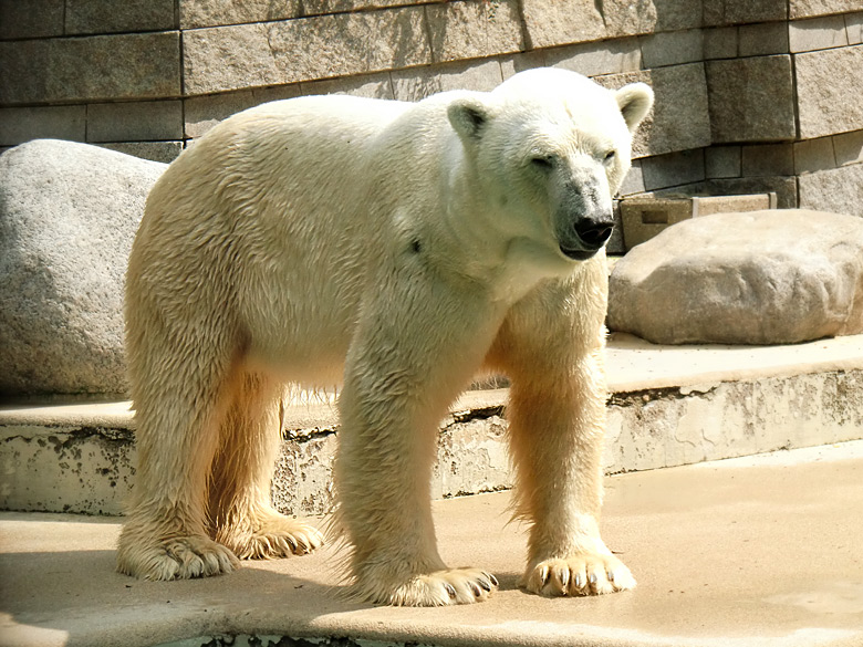 Eisbär Lars im Zoologischen Garten Wuppertal am 5. August 2010